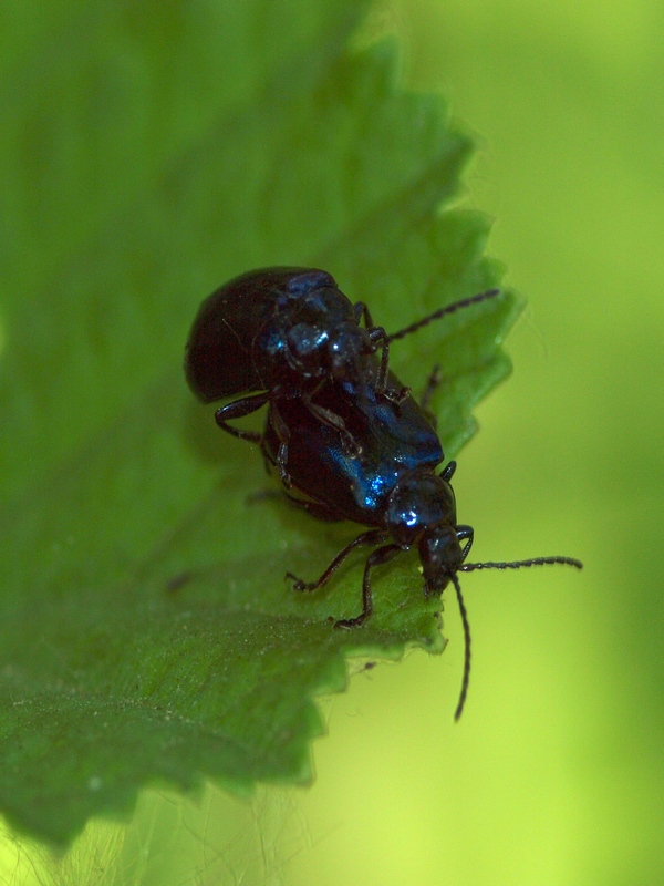 Chrysomelidae